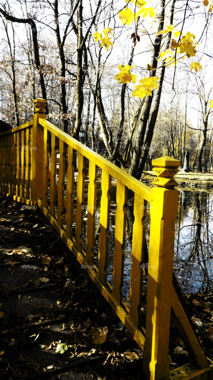 Wood, No Person, Tree, Fence, Leaf