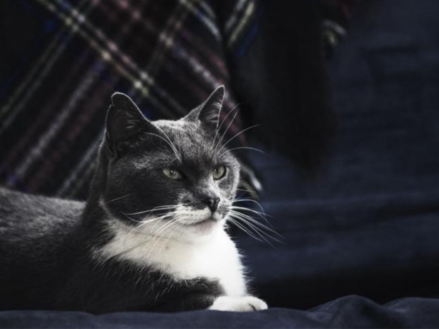 Majestic Grey Cat