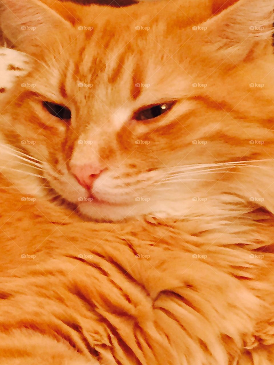 Beautiful Orange Cat. Long Hair. Close Up. 