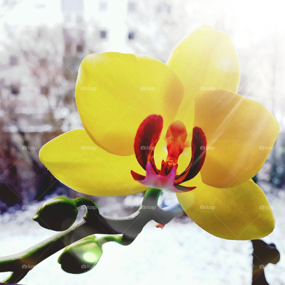 orchid on the window