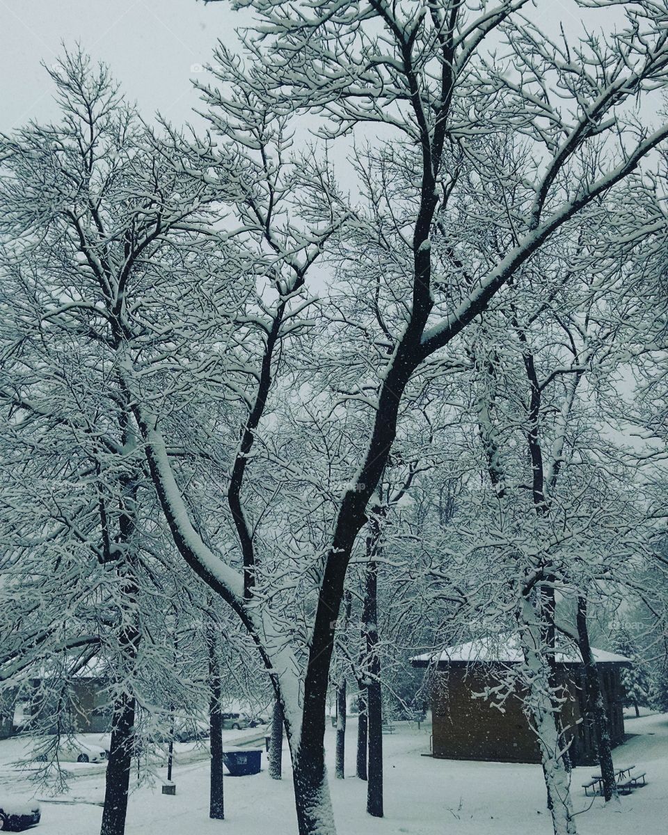 winter in wonderland.