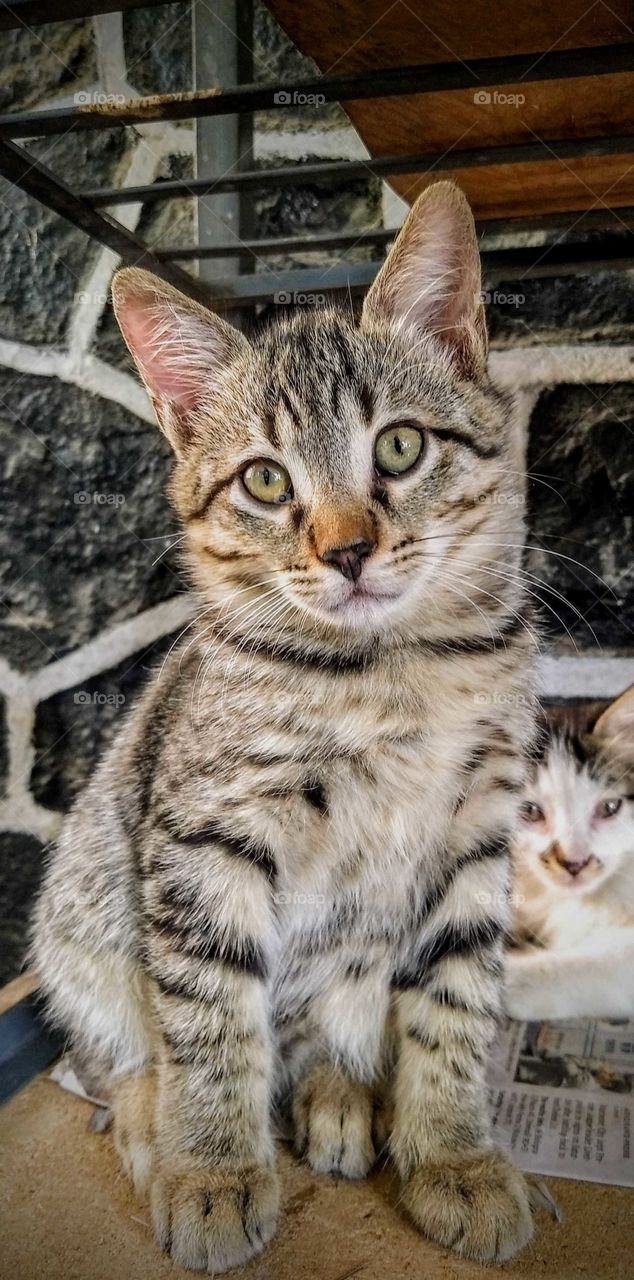 Meet "Panther" - serious, shy and yes absolutely cute