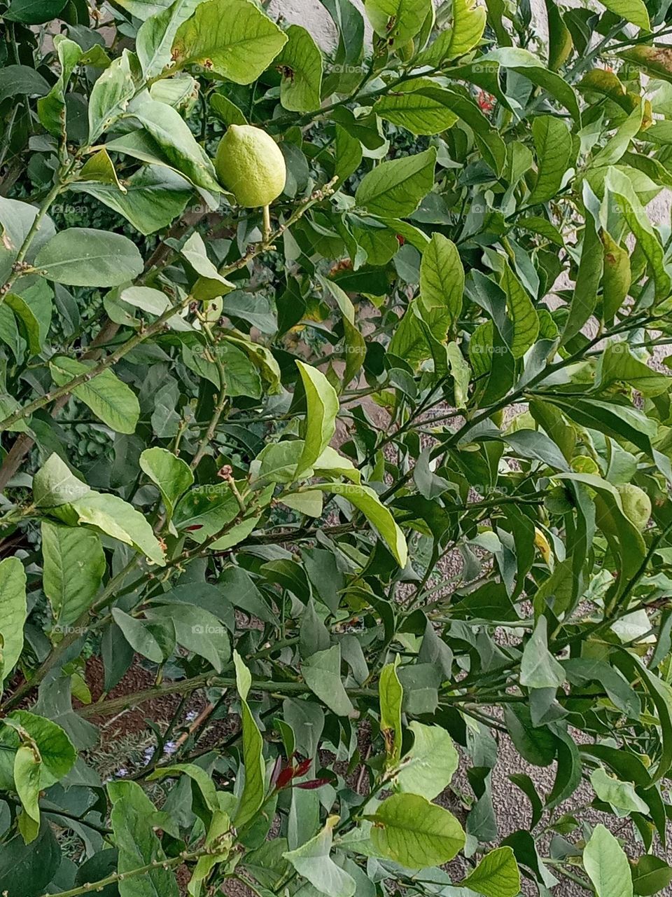 Lemon tree