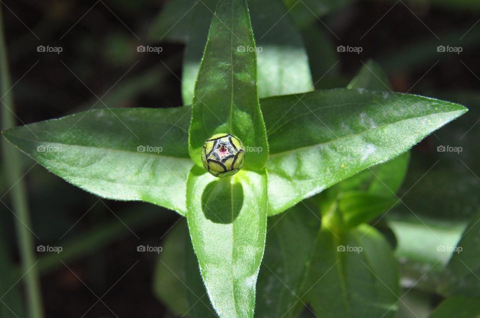 Botão de flor