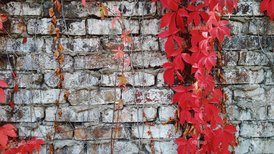 Red wild grape leaves against an old brick wall, autumn 2016