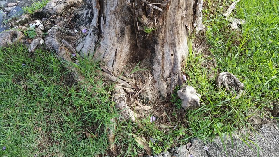 Tree roots