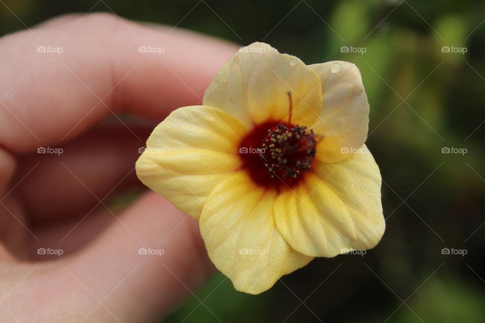 Yellow flower
