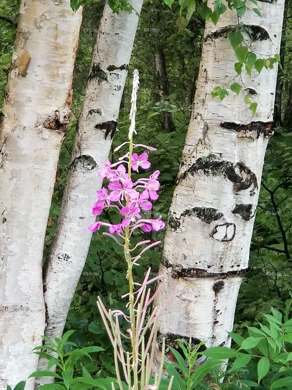 fireweed between birch