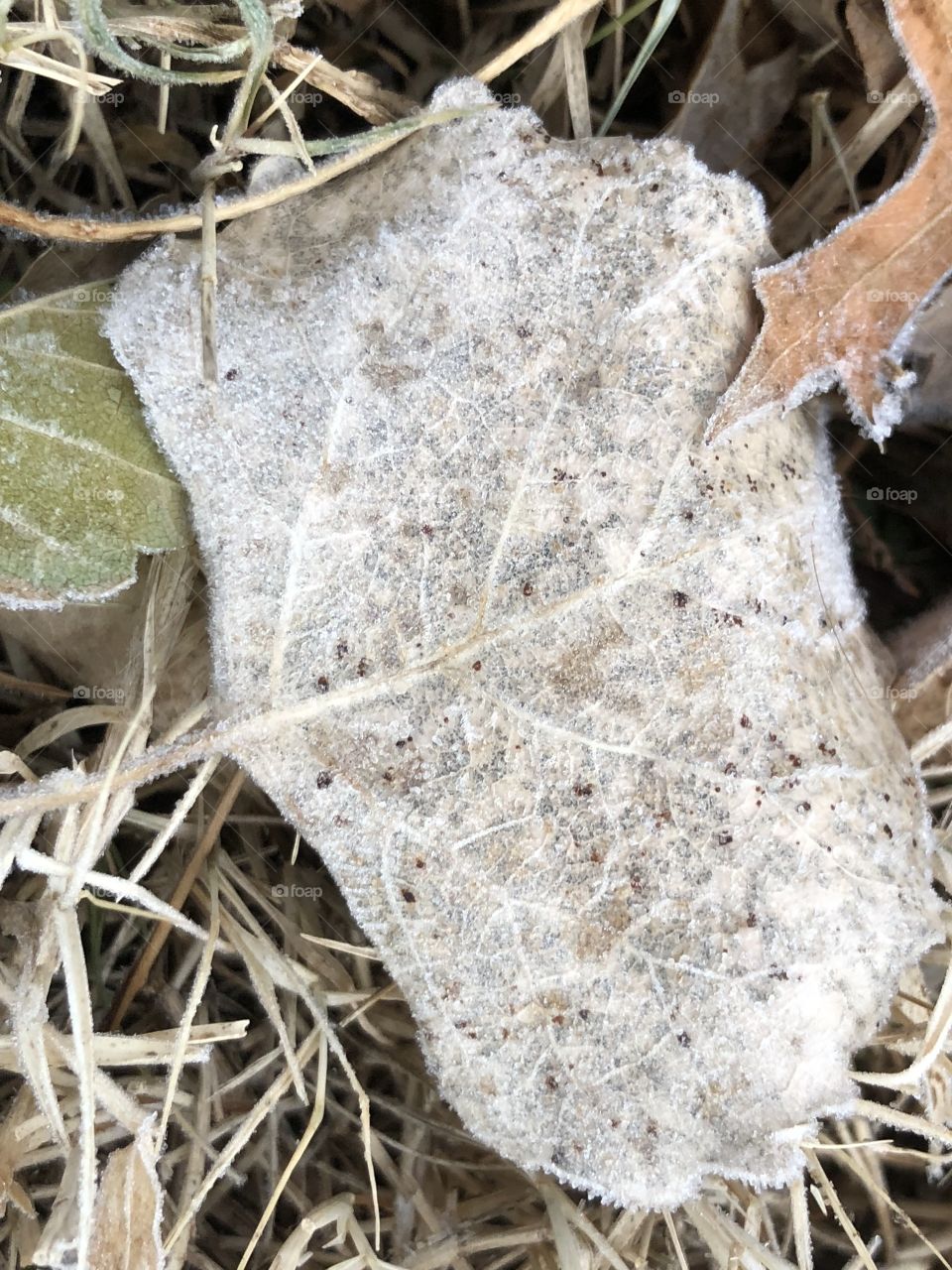 Lovely frosty leaf