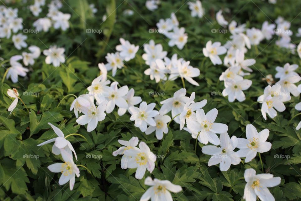 Wood anemones. 