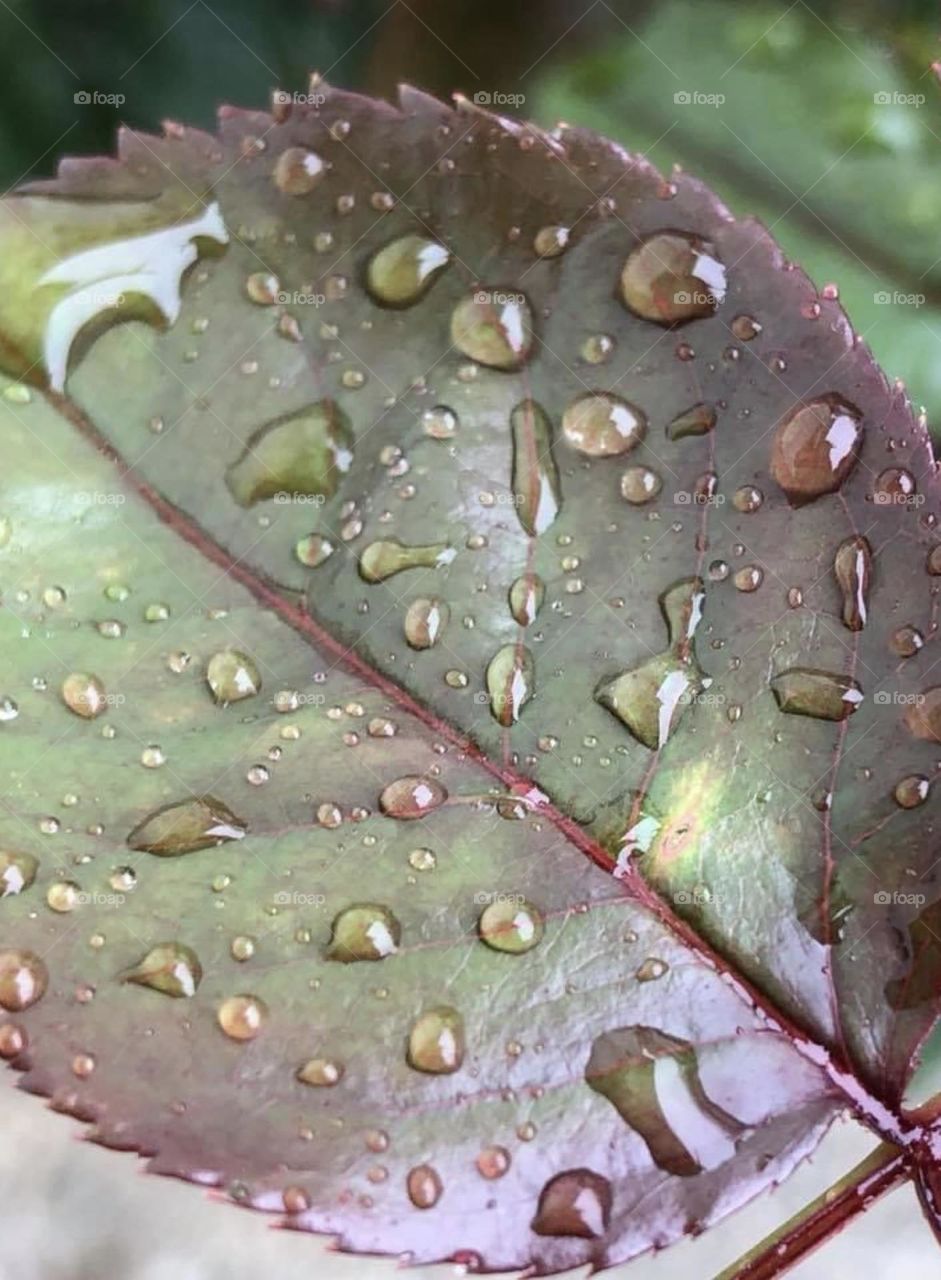 Raindrops on a leaf