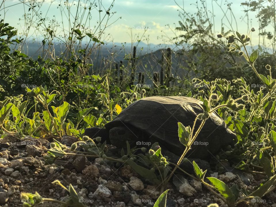 Animal Kingdom - Turtle