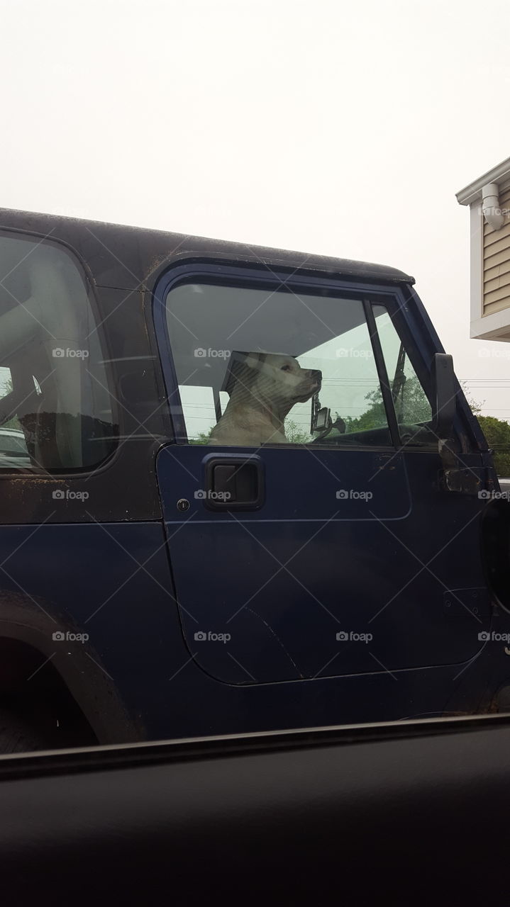 Dog in car window