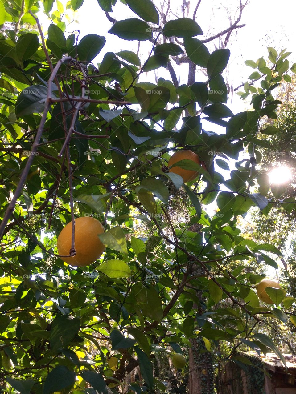 Citrus delight 