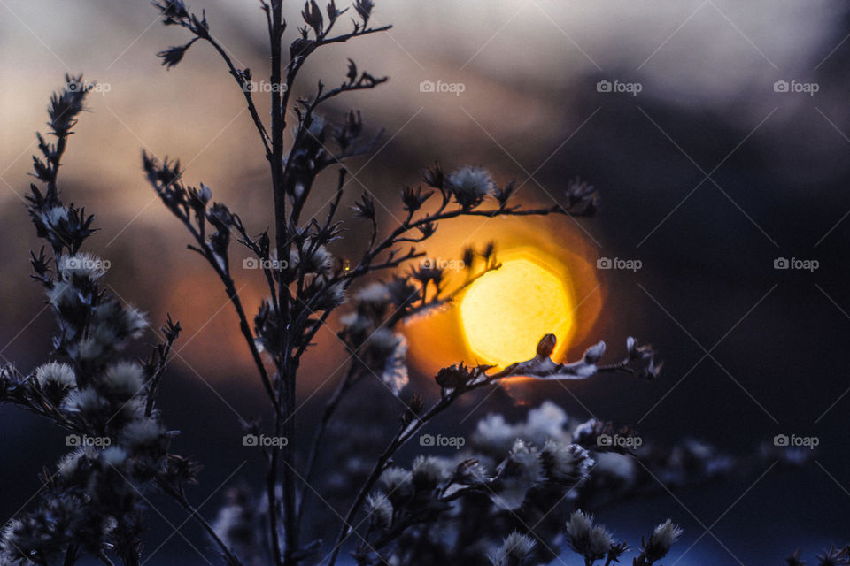 dry winter flower at sunset
