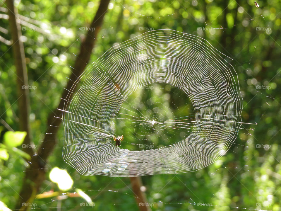 Spider creating its web. Spider creating its web