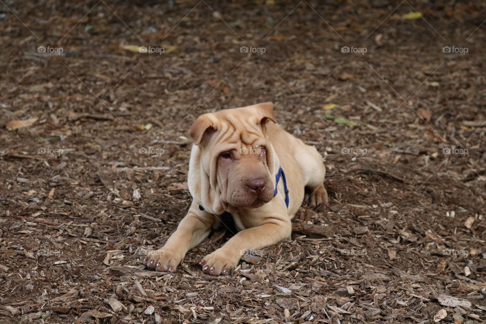 Dog park fun