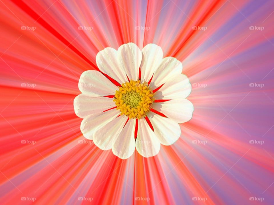 Common ornamental plant in the front garden of the house, Zinnia flower are white, the background of the image is faded purple and rad lines towards the centter, zinnia can be used as decoration, decorative flower ornaments