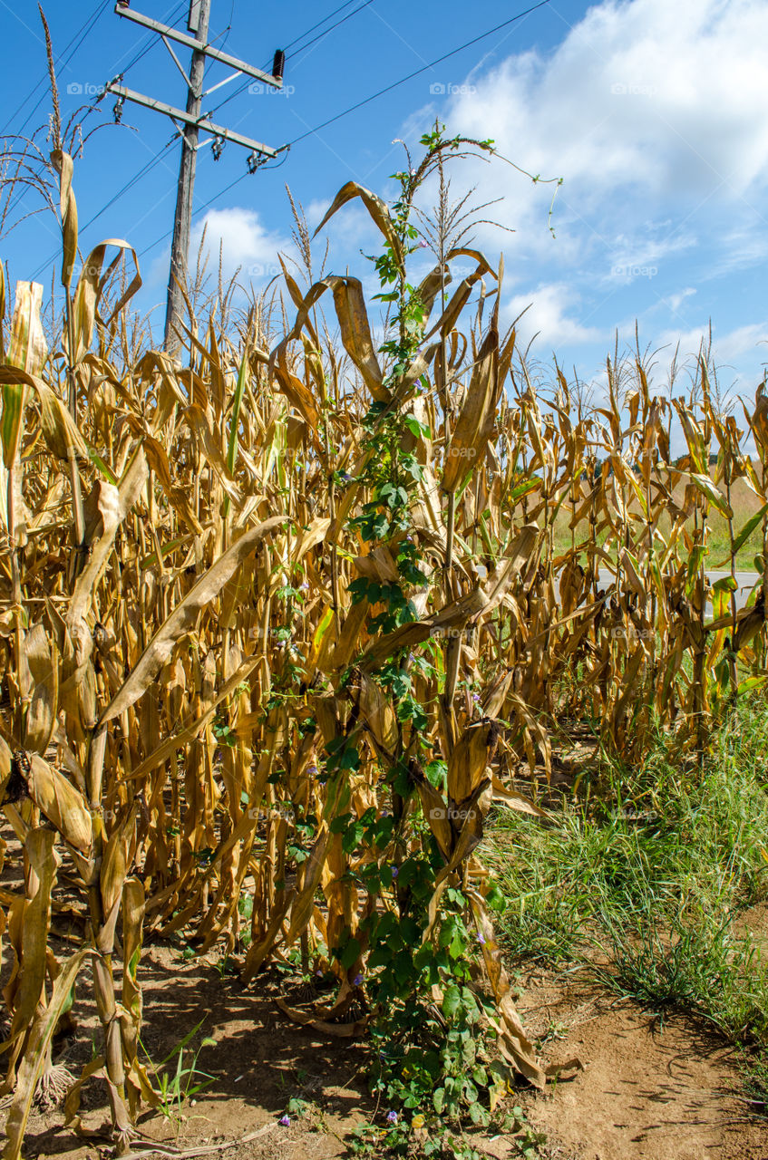 Corn stalk in the fall before harvest