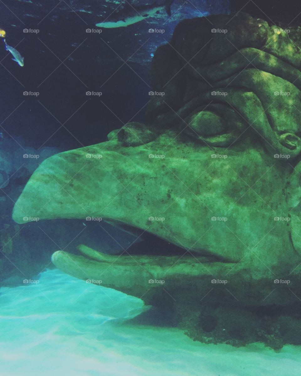 Turtle Underwater Atlantis 
