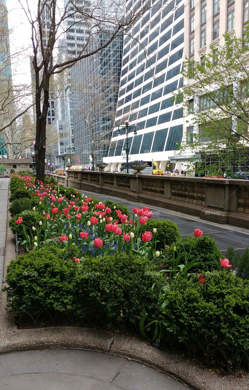 Looking Down 42nd Street in Spring