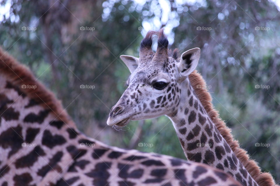 Close-up of young giraffe