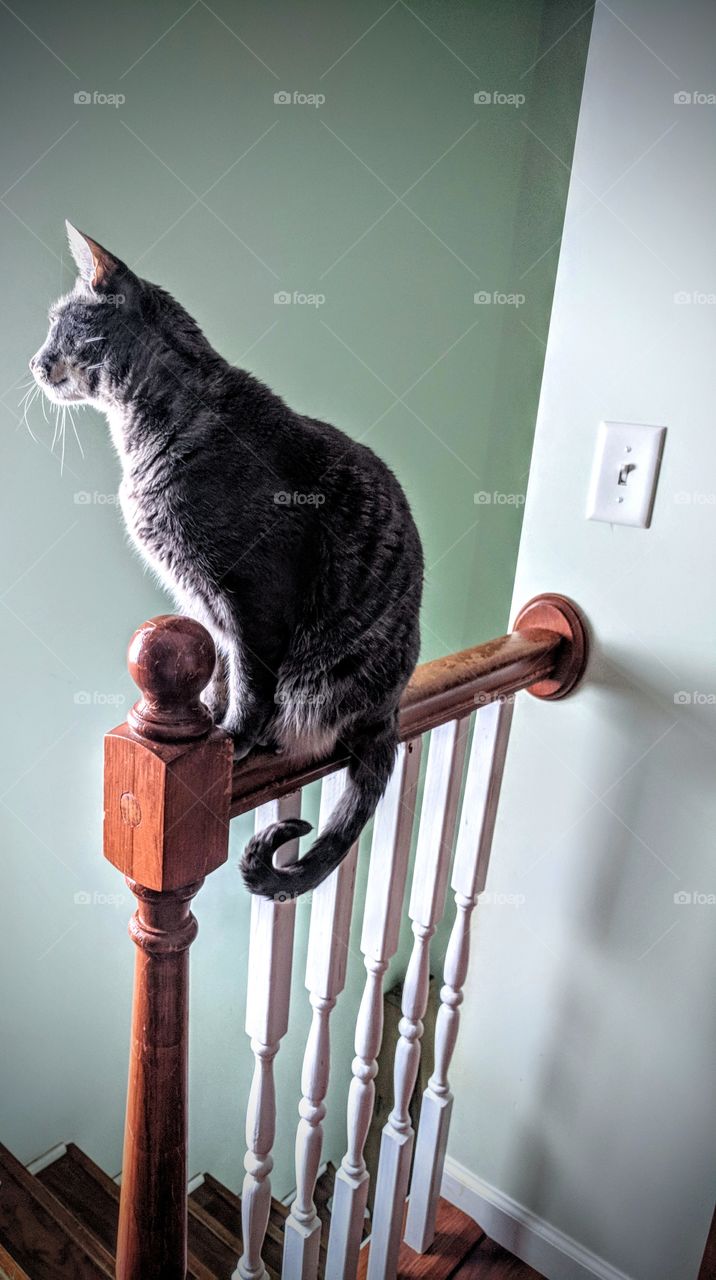 Curious Grey Cat On Bannister In Sunlight