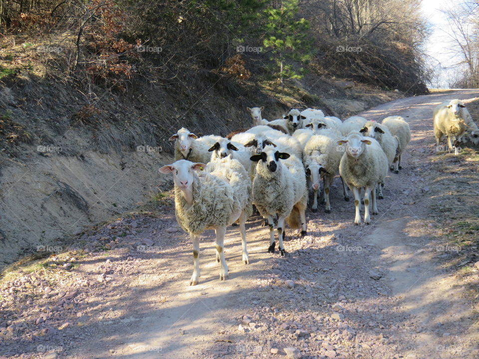 Flock of sheep on dirt trail
