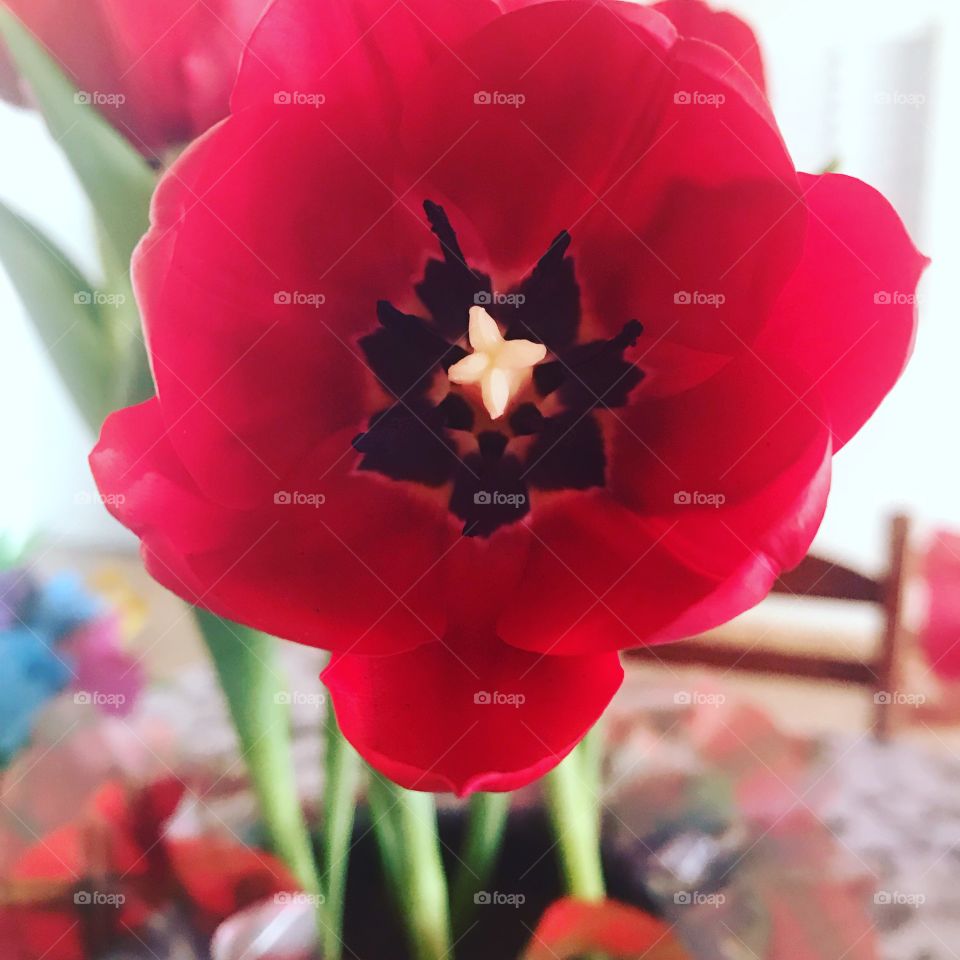 Tulipa vermelha