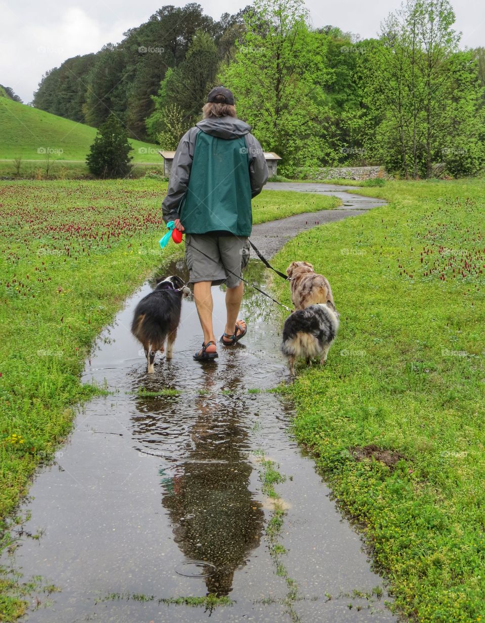 Man walking three dogs in the springtime rain.