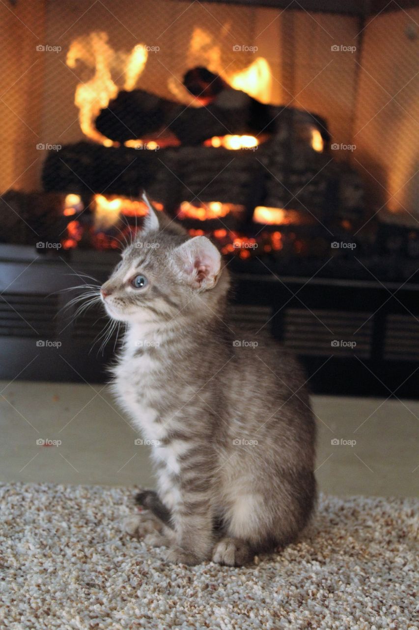 Cat sitting in front of fire place