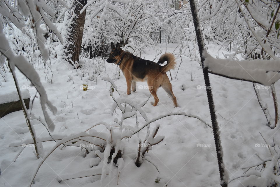 German Shepherd in Winter Wonderland