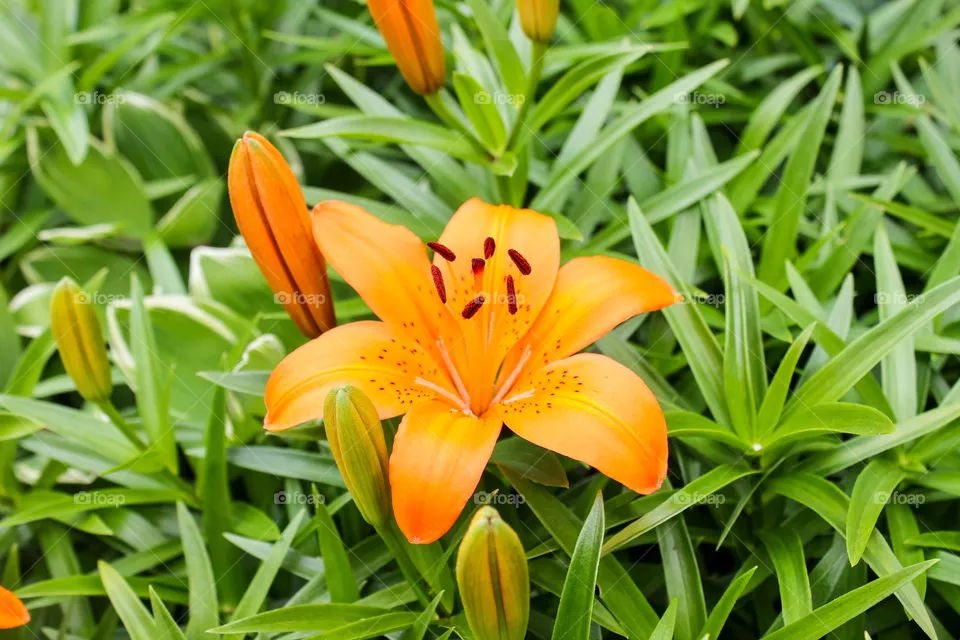 Orange roof 