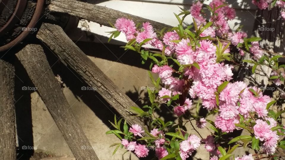 flowering  almond and wagon wheel. Easter at Grandmas