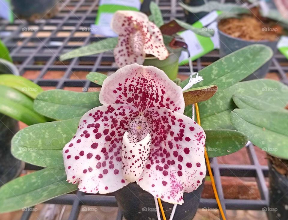 paphiopedilum. lady slipper. slipper orchid.