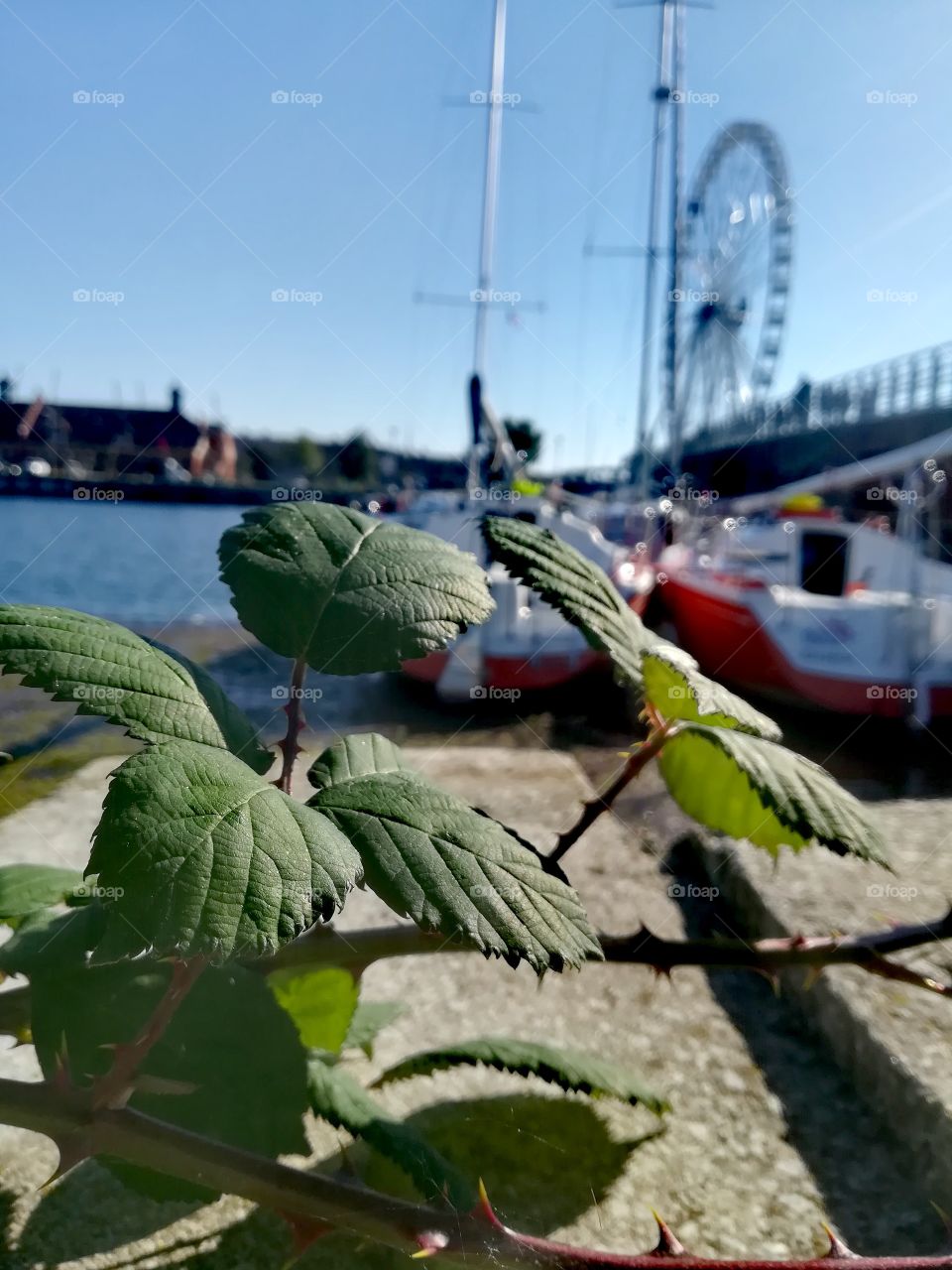 Green plants