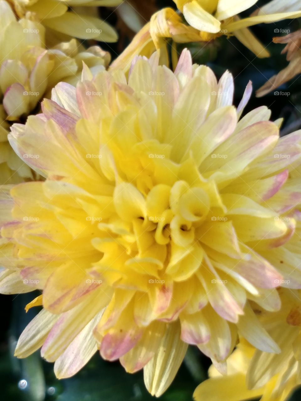 beautiful yellow mum