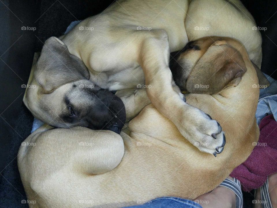 Great Dane Puppies