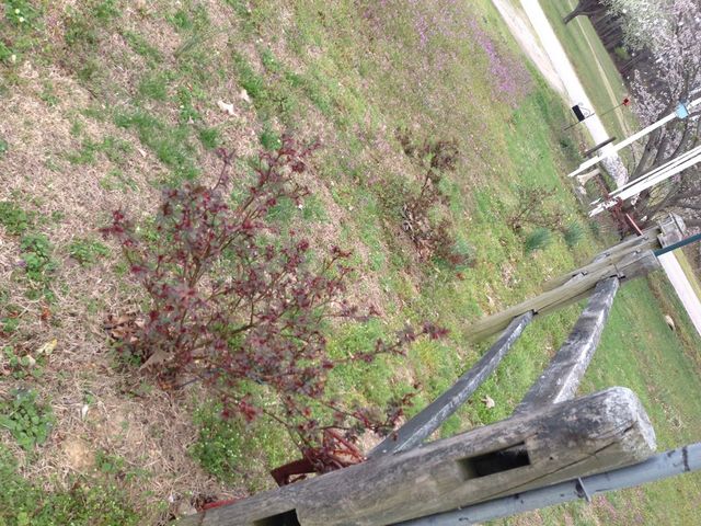 Rose bushes