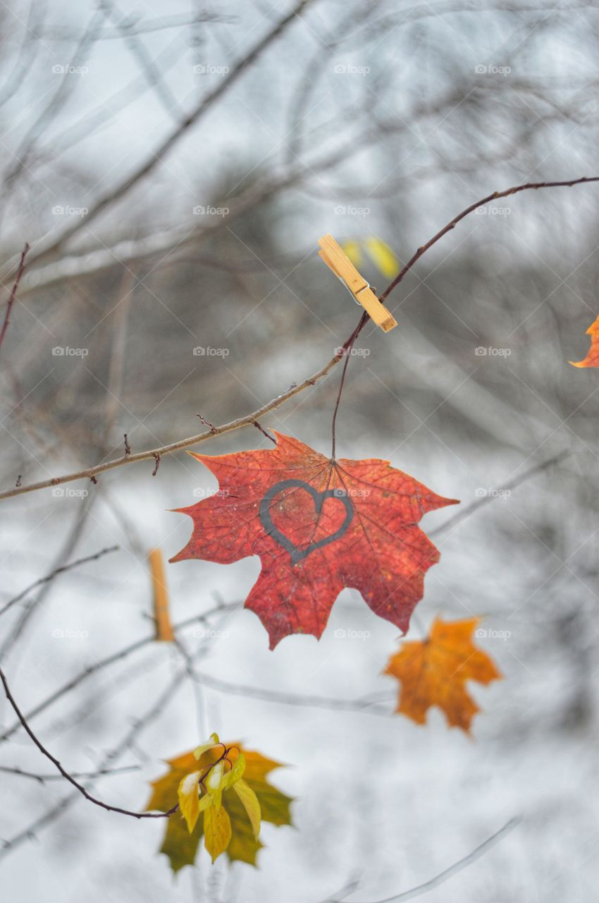 Maple leave at winter