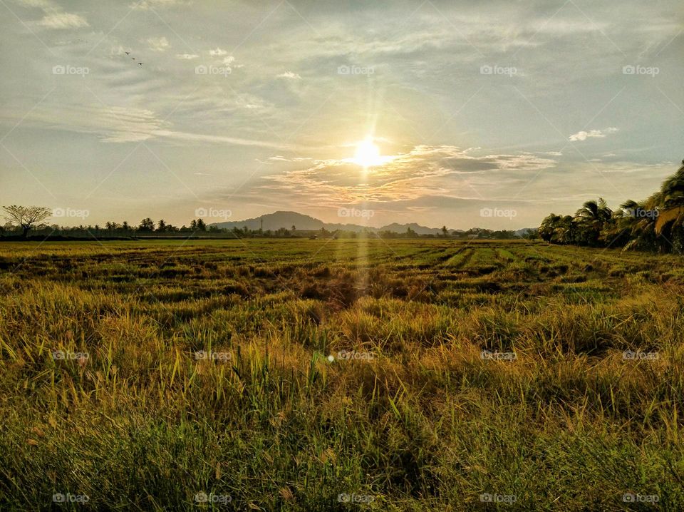 The sunset in the rice field.