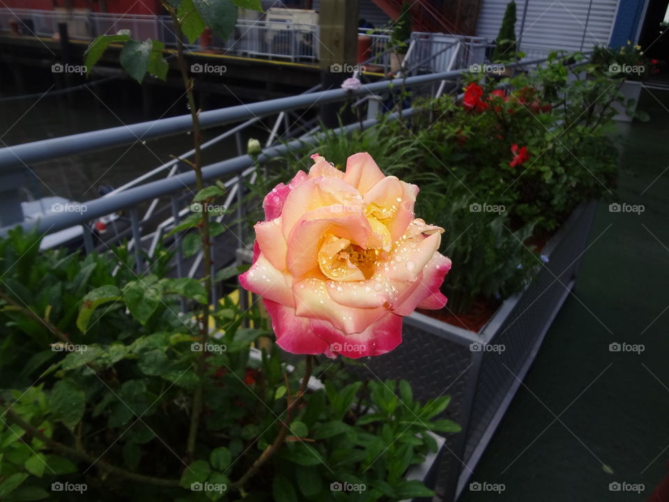 Rose in New York City. It stop raining, by Chelsea piers and saw this beauty. I had to take a picture