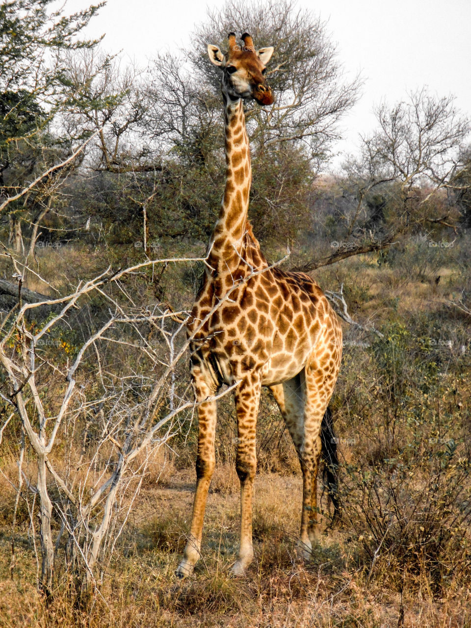 A giraffe in the golden hour 