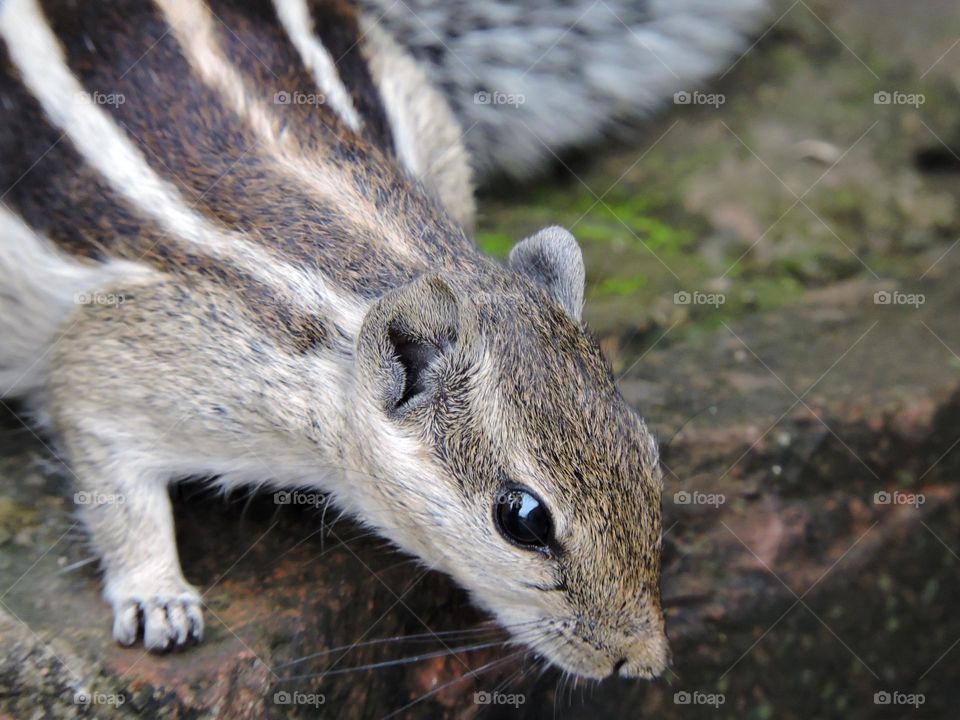 Indian Squirrel