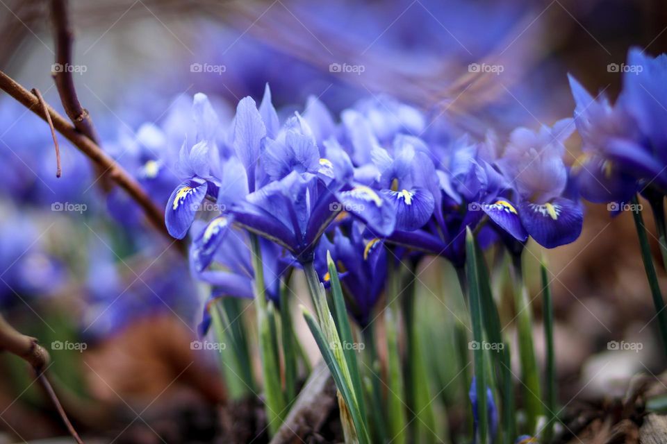 Irises in bloom