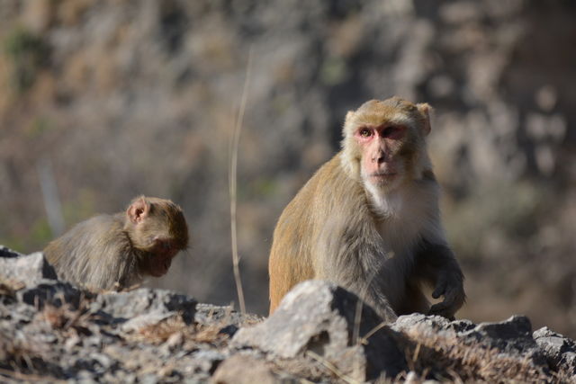 monkey