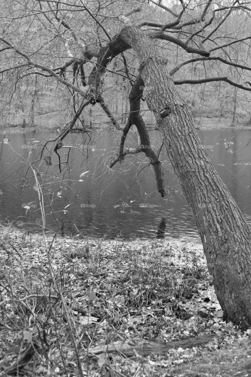 Fallen tree