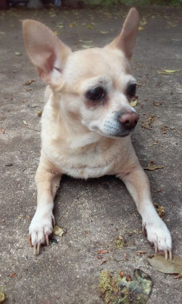 Gily