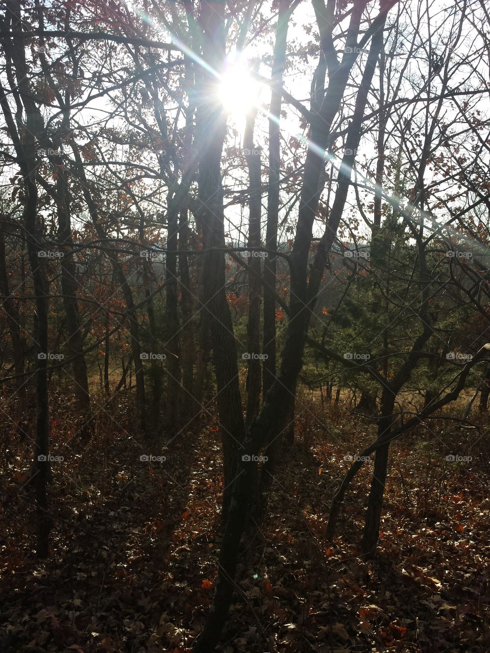 monkey mountain views