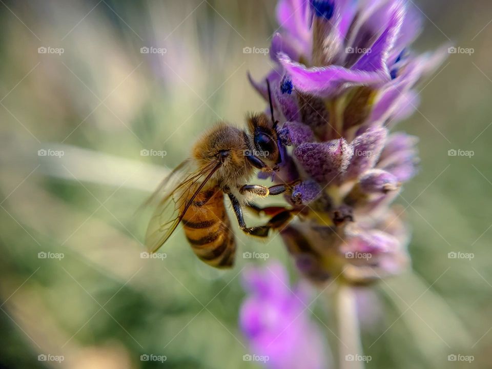 Bee on lavender flower 
